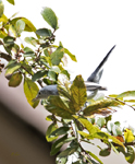 Blue gray Gnatcatcher 5970